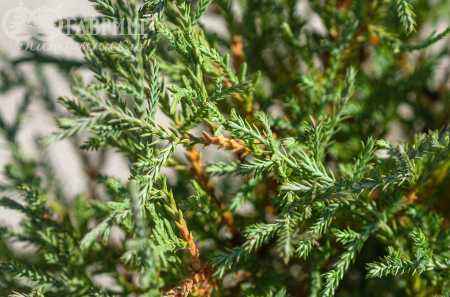 Купить туя западная mr.bowling ball деревья и растения