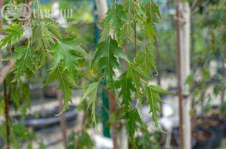 Саженцы береза плакучая laciniata (var. dalecarlica )