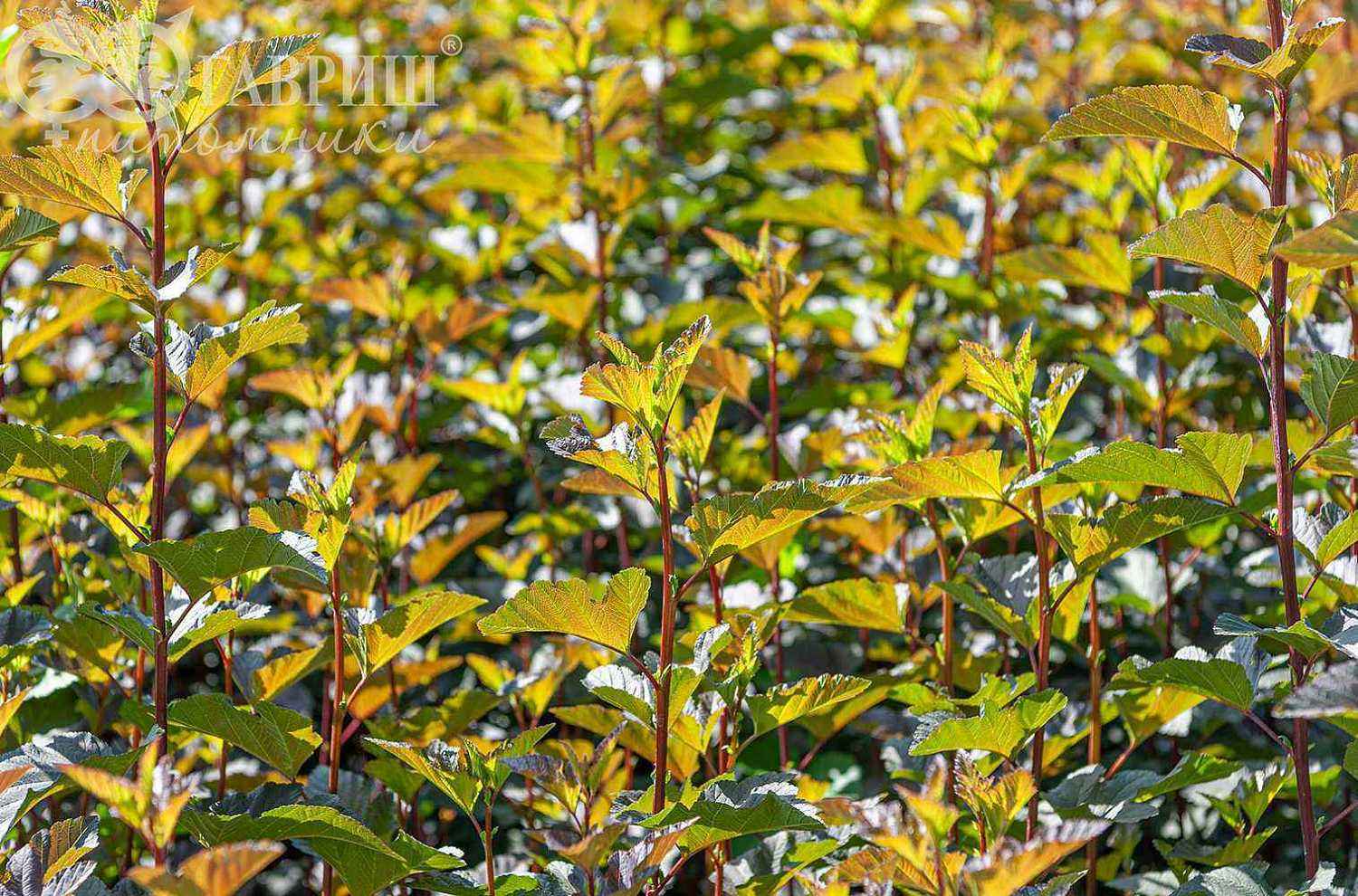 Пузыреплодник калинолистный Diabolo