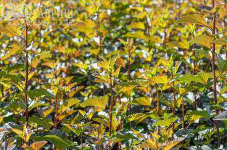 саженцы Пузыреплодник калинолистный Diabolo