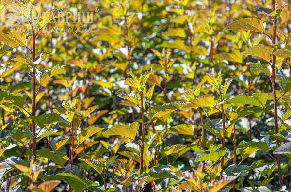 саженцы Пузыреплодник калинолистный Diabolo