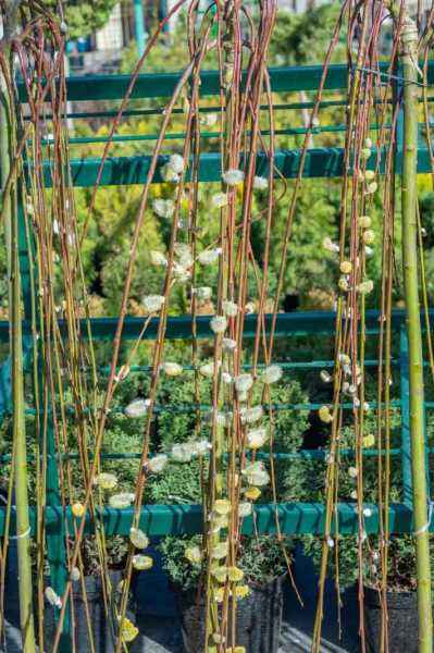 саженцы Ива козья Kilmarnock