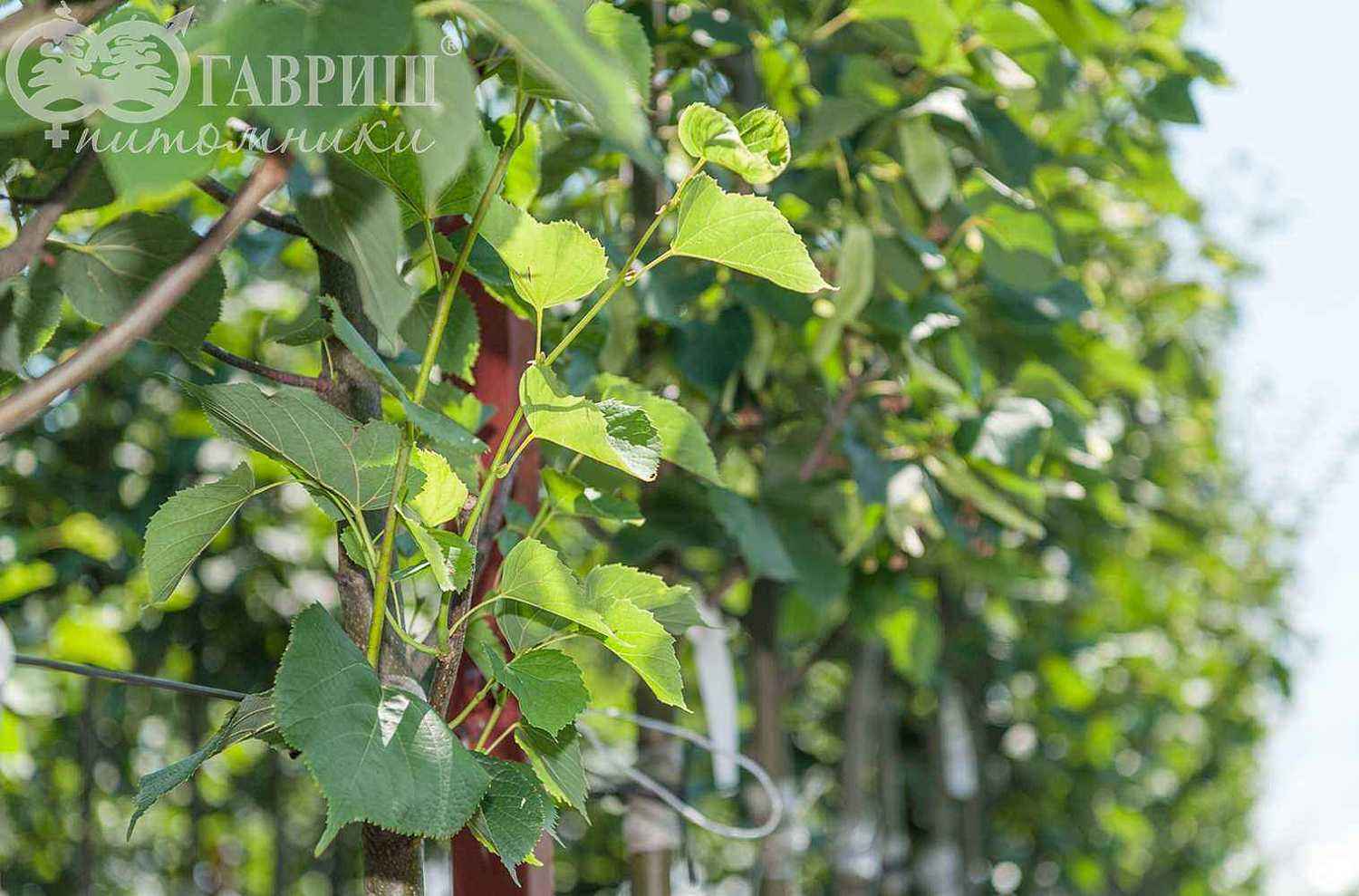 Липа европейская Pallida