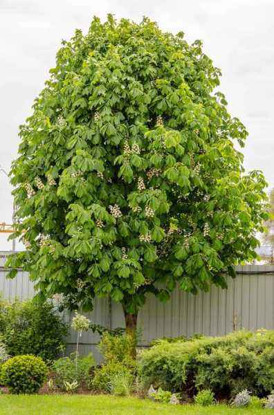 саженцы Каштан конский саженцы Каштан конский