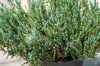Купить можжевельник горизонтальный blue forest деревья и растения