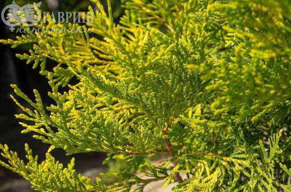 Купить туя западная голден брабант деревья и растения
