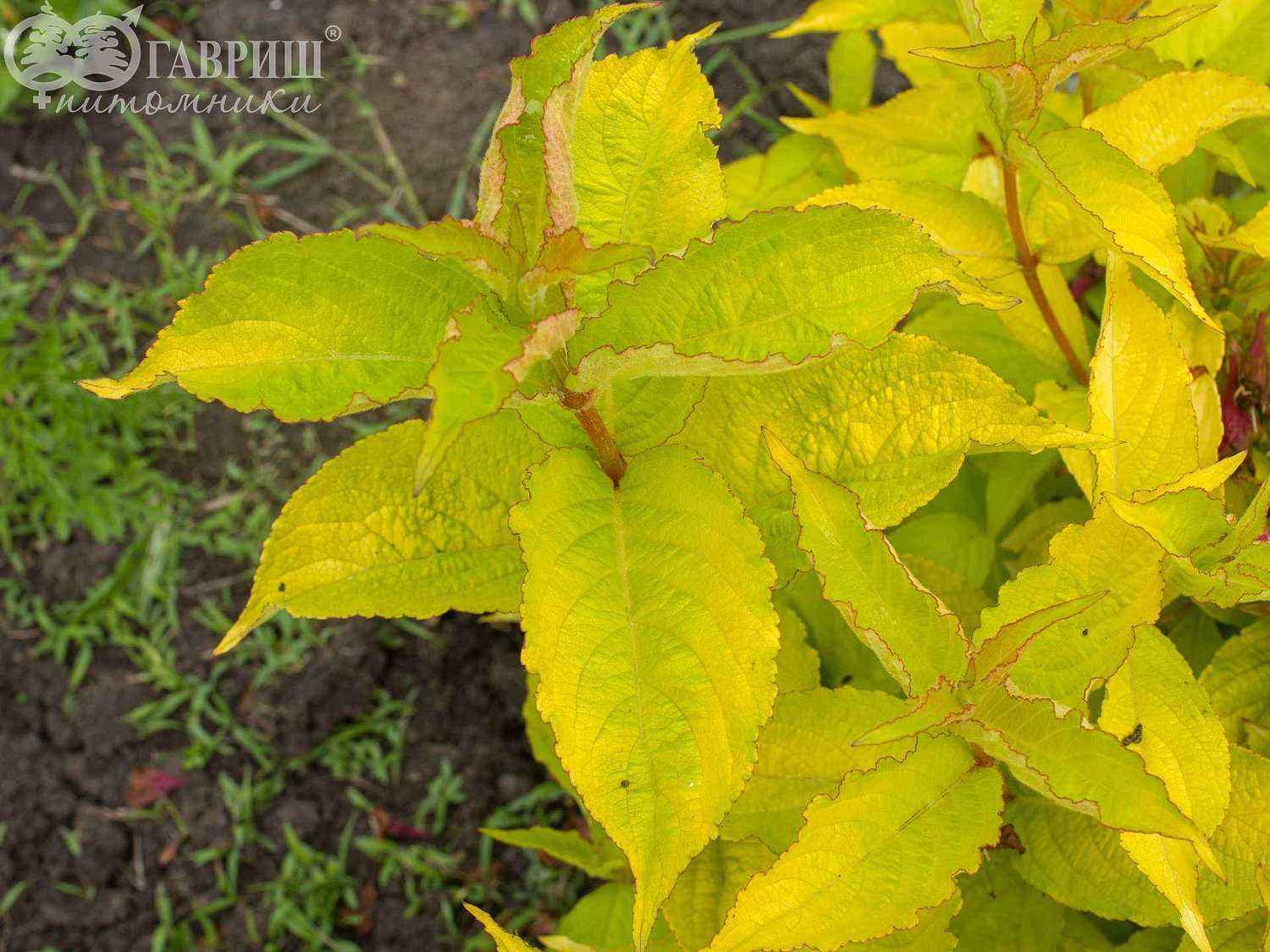 Вейгела цветущая Aurea