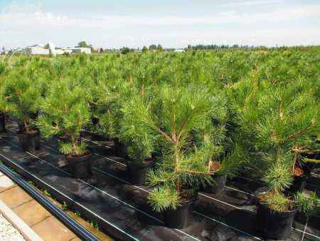 Купить сосна черная деревья и растения