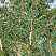 Купить ель канадская conica (albertiana conica) деревья и растения