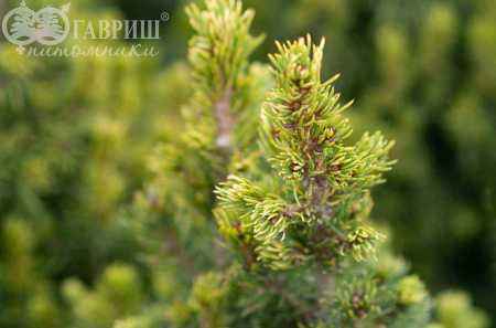 Купить ель канадская rainbow's end деревья и растения