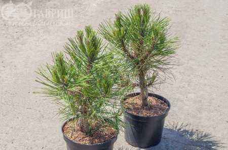 Купить сосна черная spielberg деревья и растения