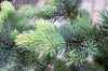 Купить ель колючая  blue trinket деревья и растения