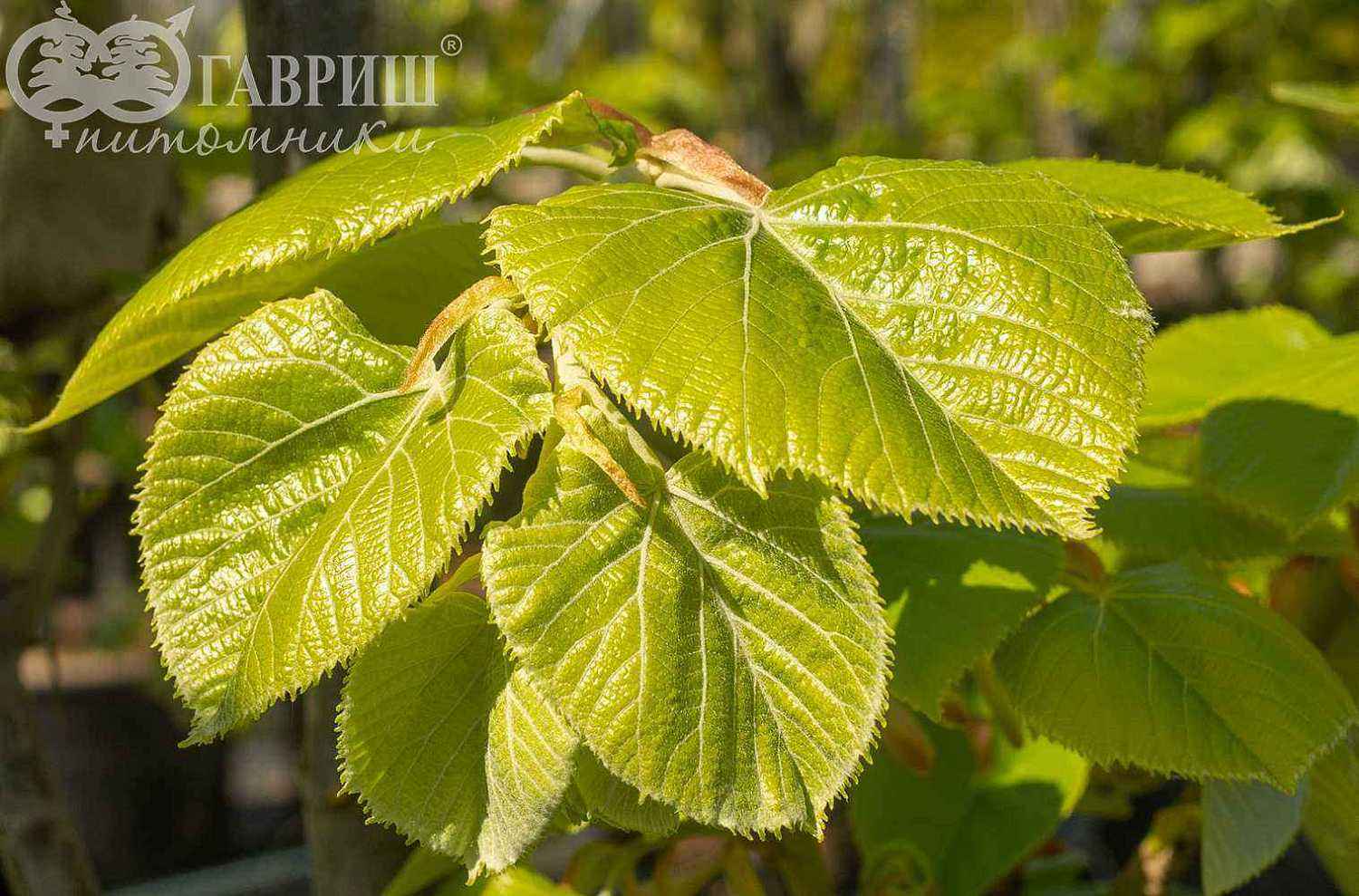 Липа войлочная Brabant