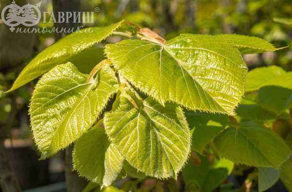 Саженцы липа войлочная brabant