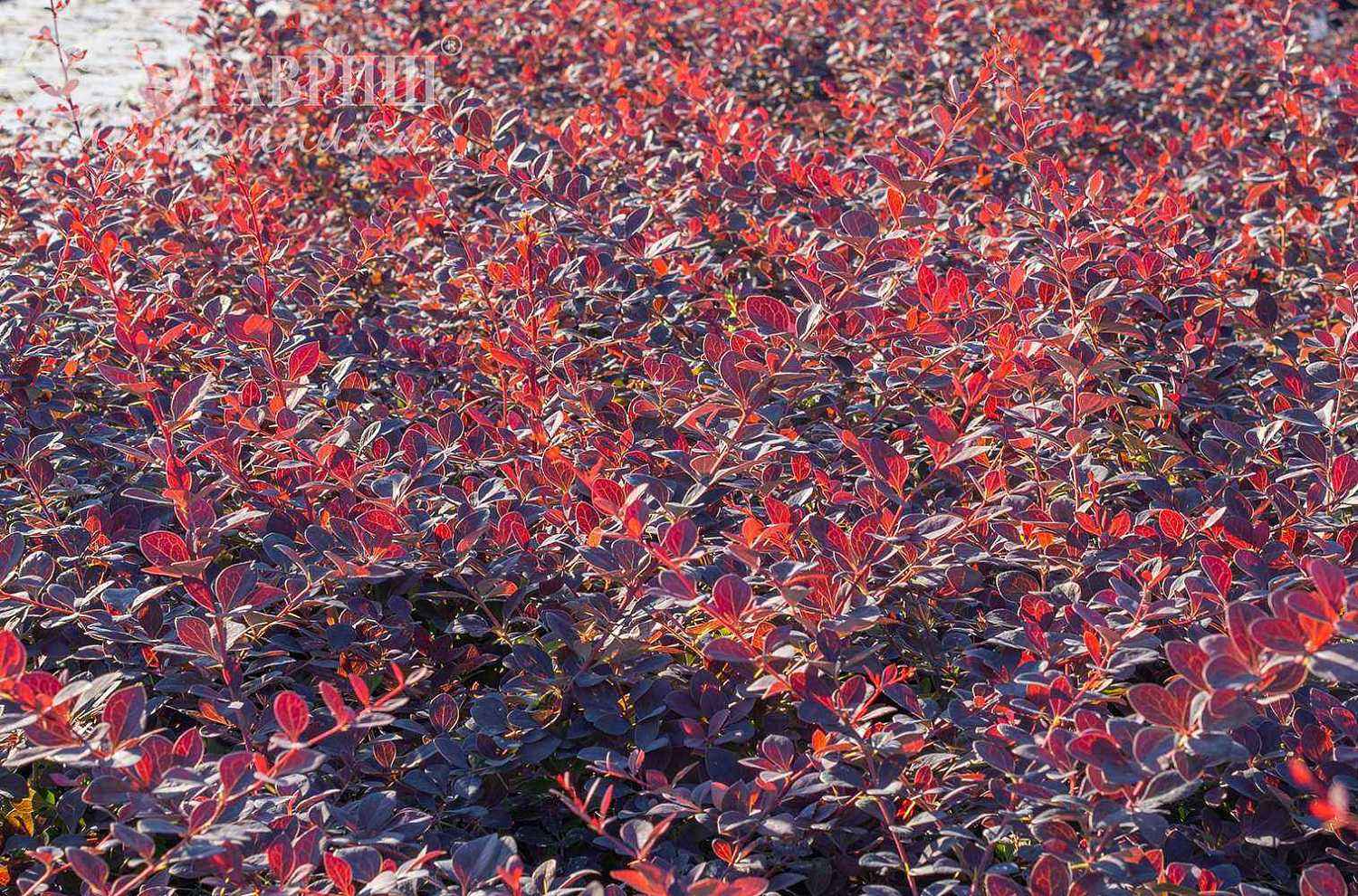 Барбарис Оттавский Superba