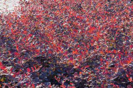 саженцы Барбарис Оттавский Superba