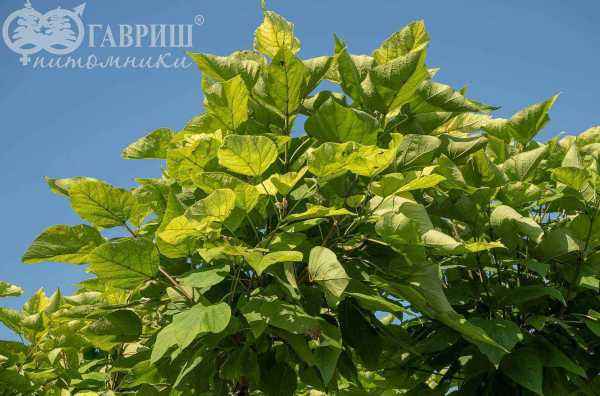 Саженцы катальпа бигнониевидная nana