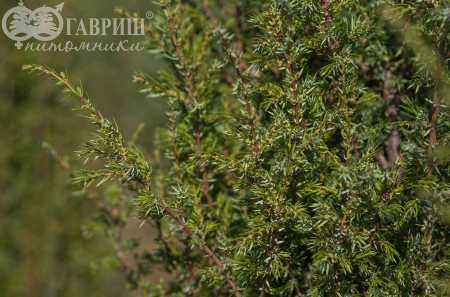 Купить можжевельник обыкновенный arnold деревья и растения