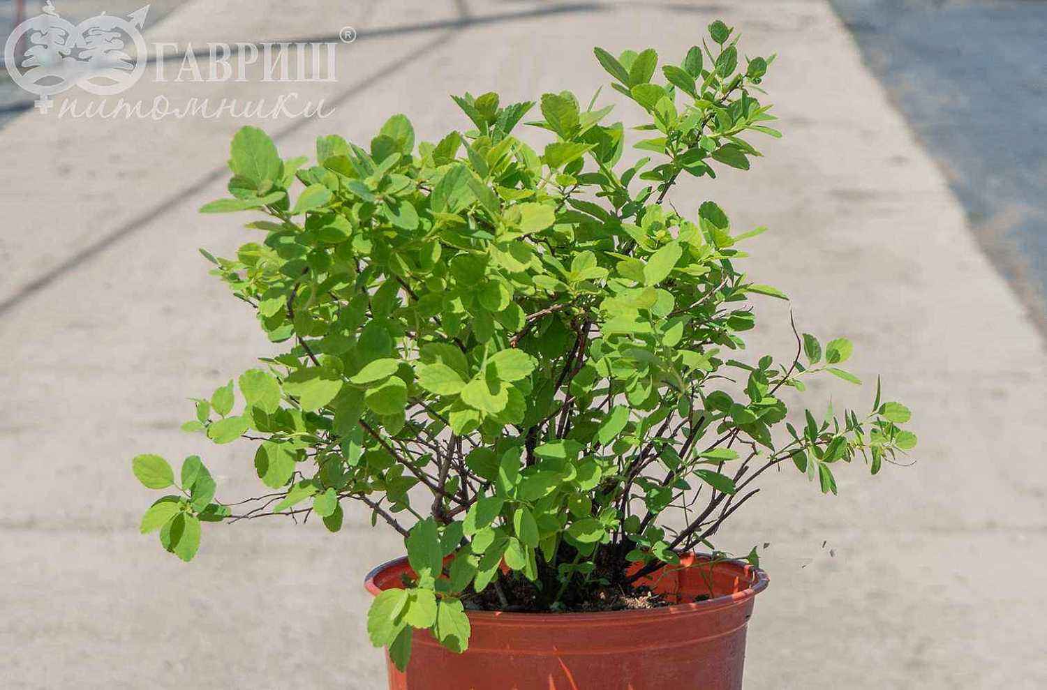 Спирея березолистная