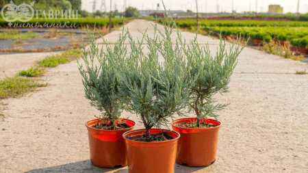 Купить можжевельник скальный wichita blue деревья и растения