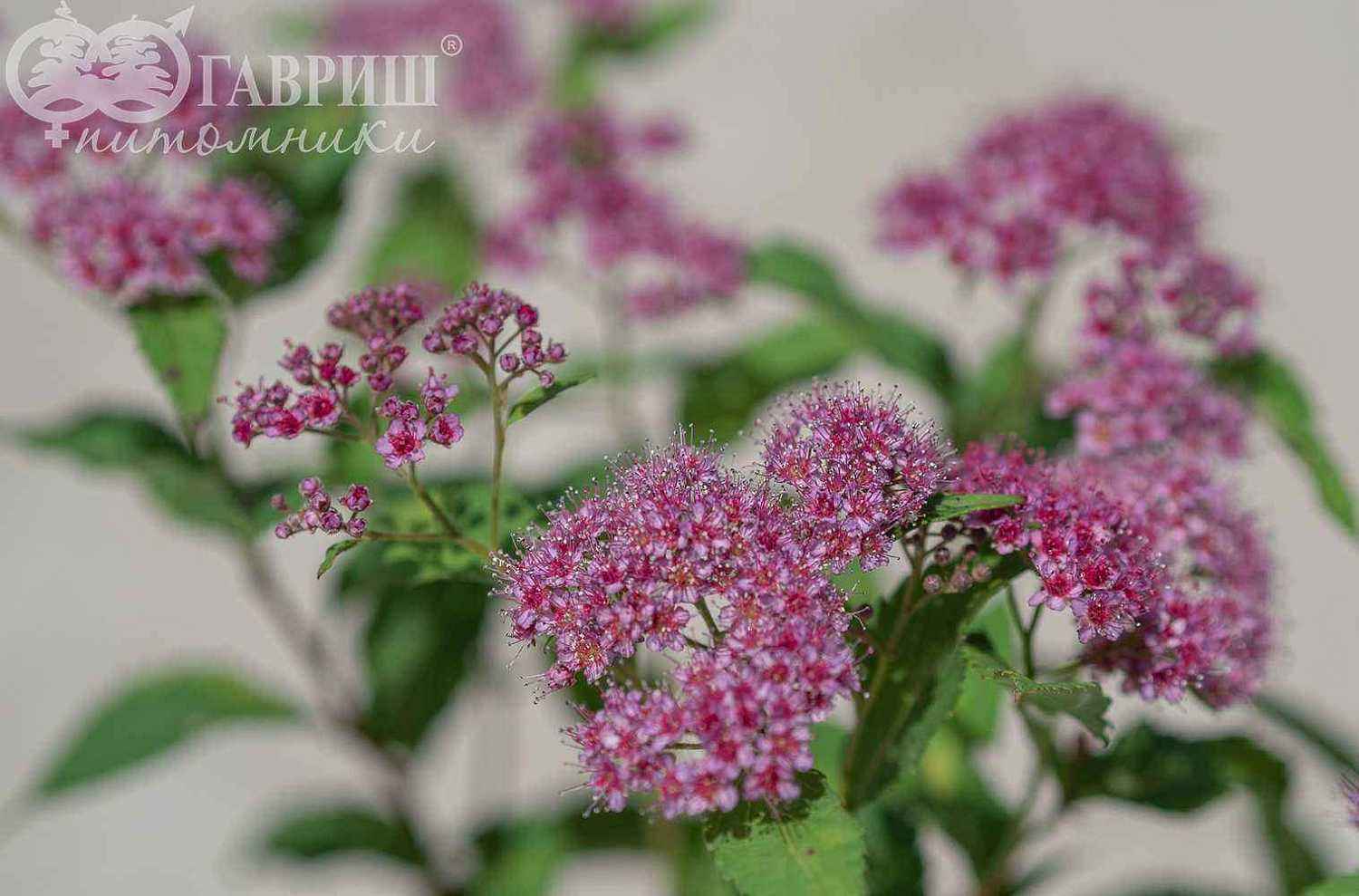 Спирея японская Dart`s Red