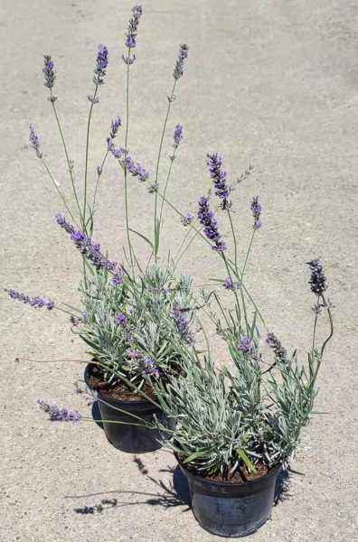 саженцы Лаванда широколистная