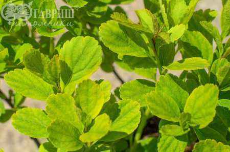 саженцы Спирея березолистная