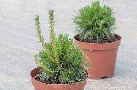 Купить сосна горная varella деревья и растения