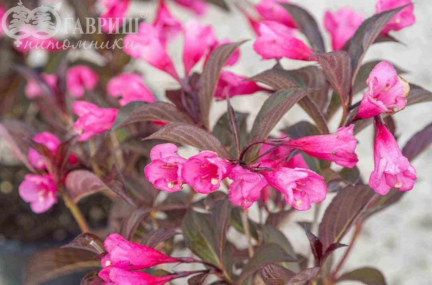 Вейгела цветущая Alexandra