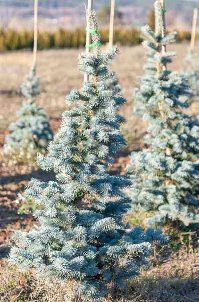 Купить ель колючая  schovenhorst деревья и растения