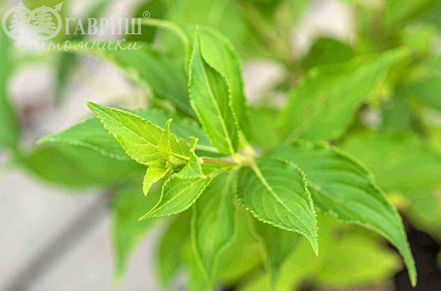 Вейгела цветущая Candida