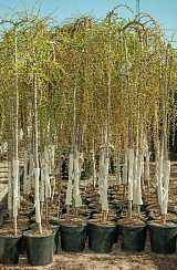 Купить лиственница японская stiff weeper деревья и растения