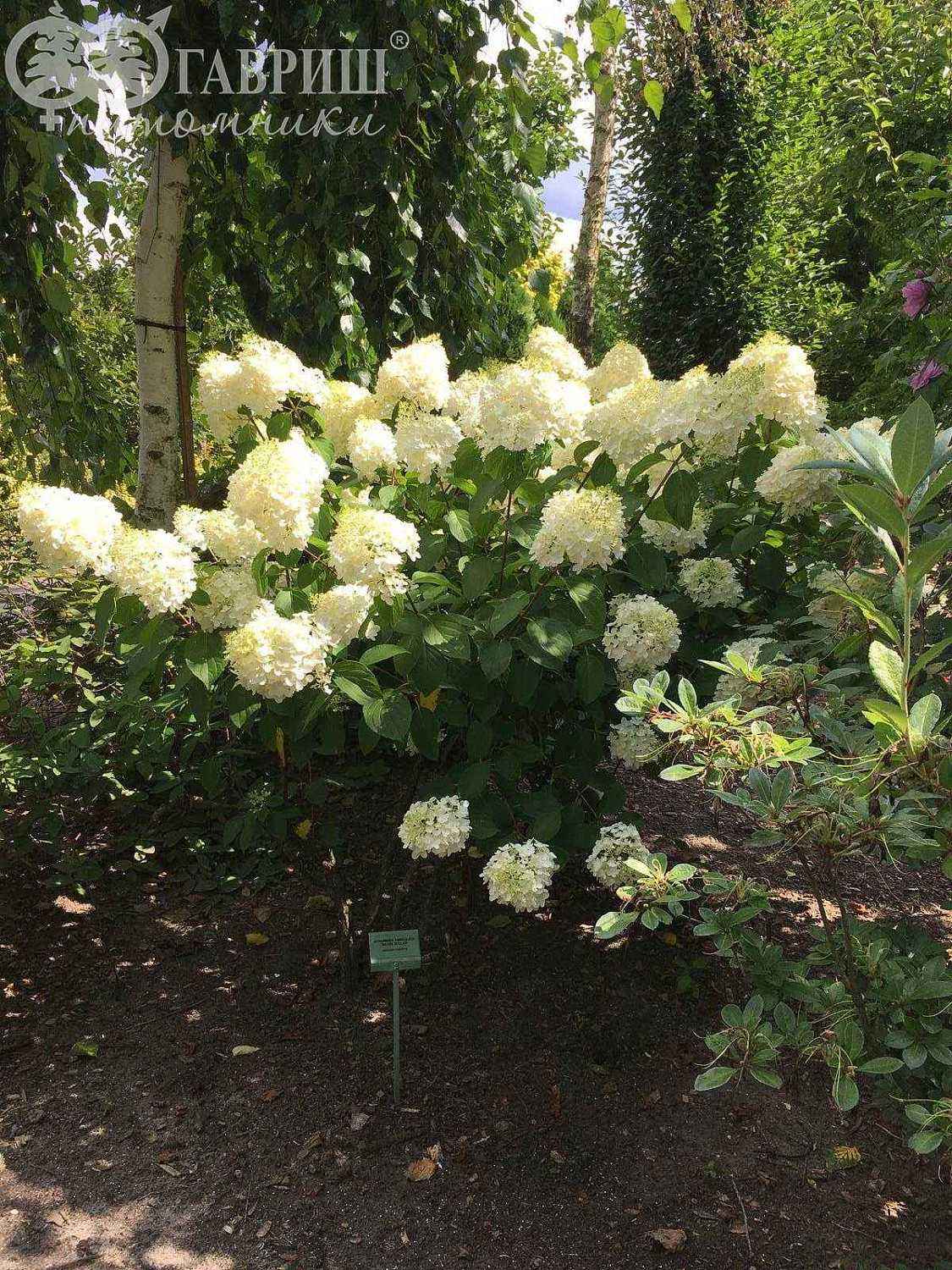 Гортензия метельчатая Silver Dollar