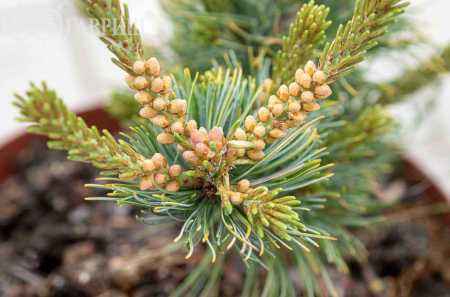 Купить сосна мелкоцветковая fukai деревья и растения