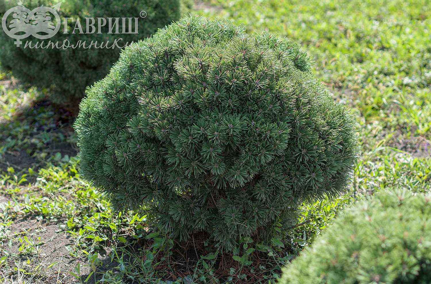 Сосна горная Benjamin