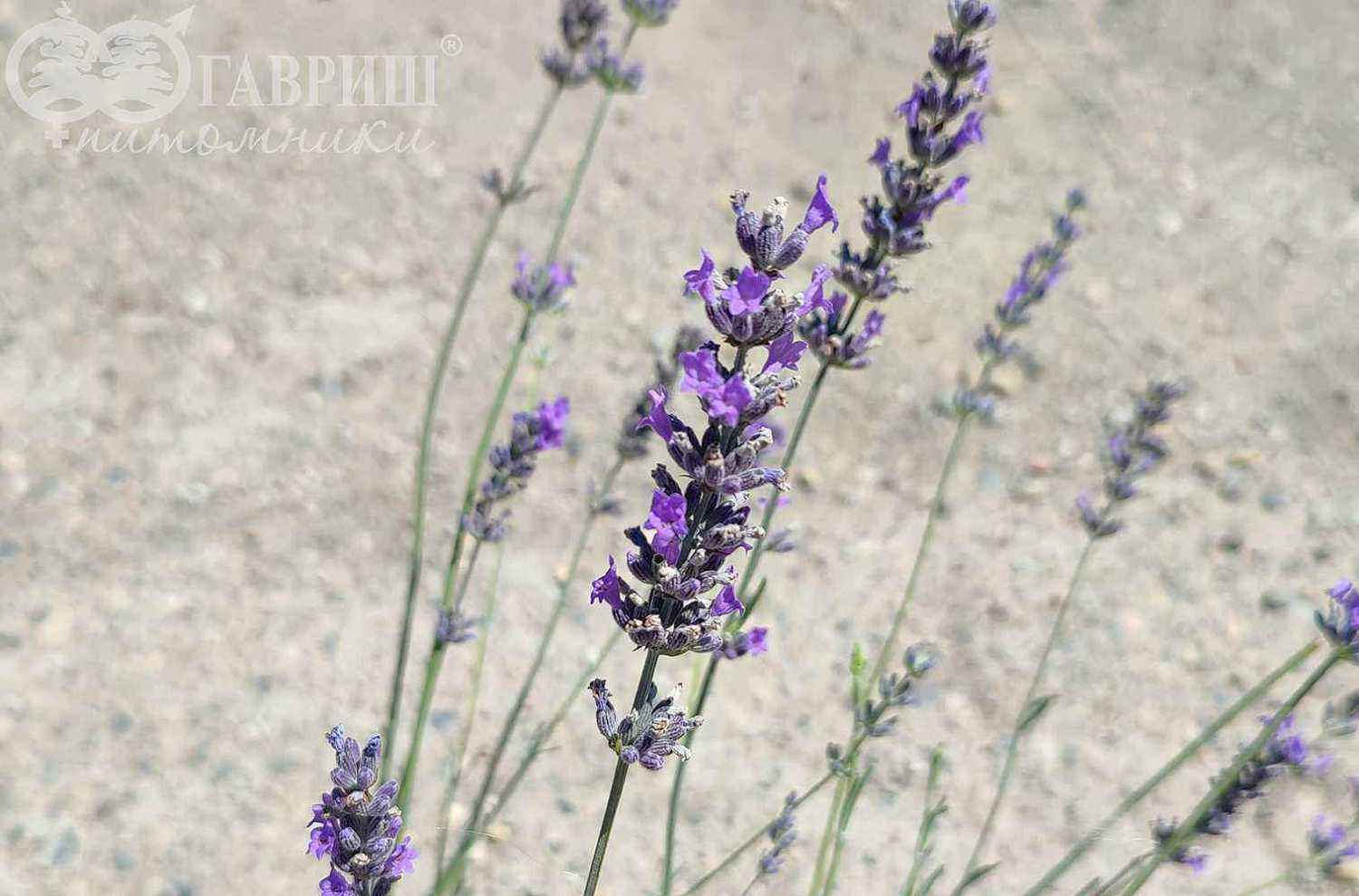 Лаванда широколистная