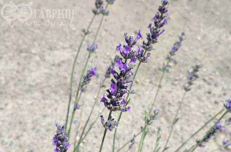 саженцы Лаванда широколистная