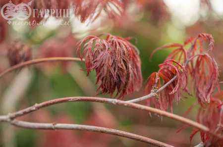 Саженцы клен пальмолистный garnet