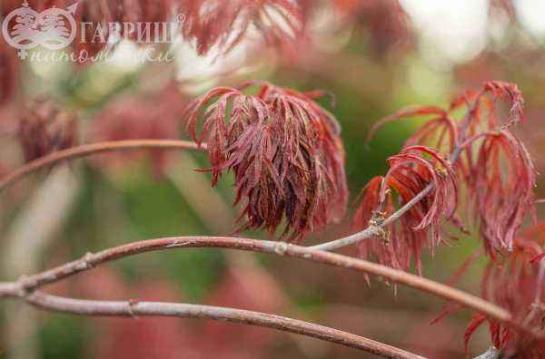 Саженцы клен пальмолистный garnet