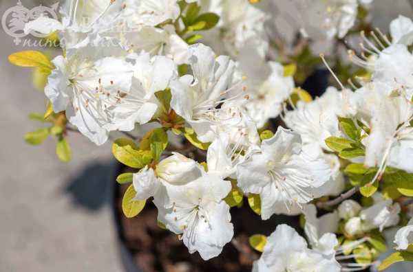 саженцы Азалия японская Schneesturm