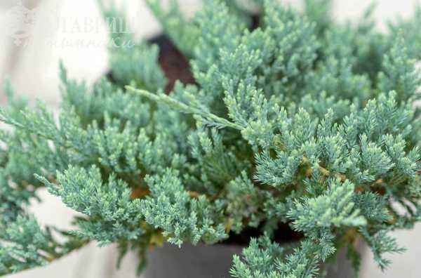 Купить можжевельник горизонтальный blue chip деревья и растения