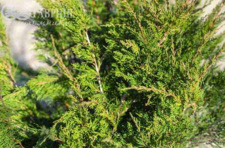 Купить можжевельник средний mint julep деревья и растения