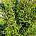 Купить можжевельник средний mint julep деревья и растения