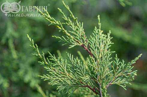 Купить купрессоципарис (кипарисовик) лейланда  деревья и растения