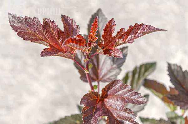 саженцы Пузыреплодник калинолистный Lady in Red