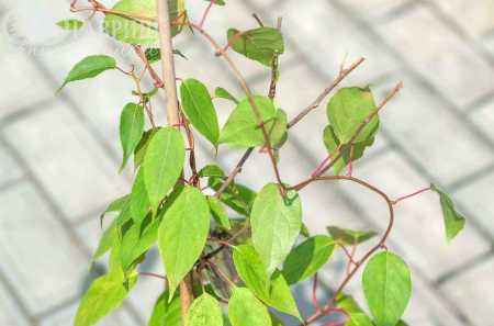 саженцы Актинидия Аргута (острая) Weiki