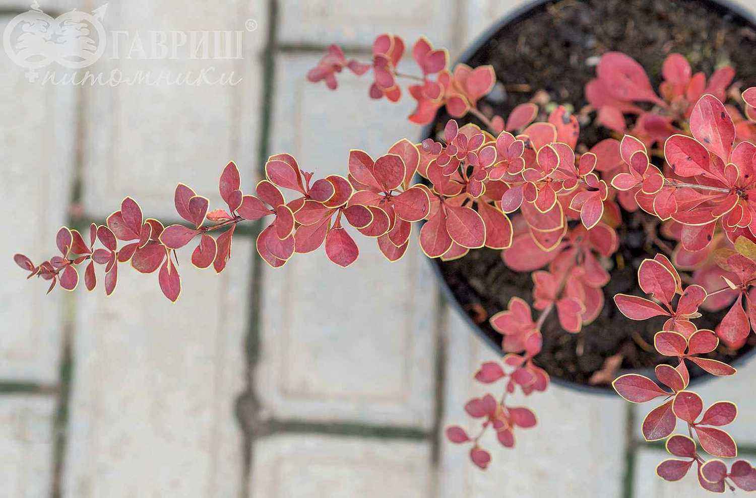 Барбарис Тунберга Red Carpet