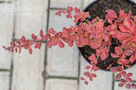 саженцы Барбарис Тунберга Red Carpet