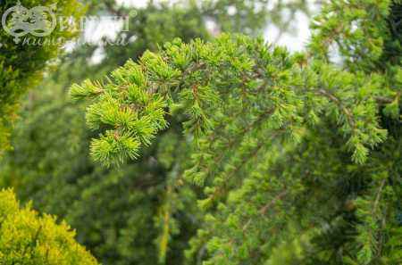 саженцы Кедр деодара Pendula