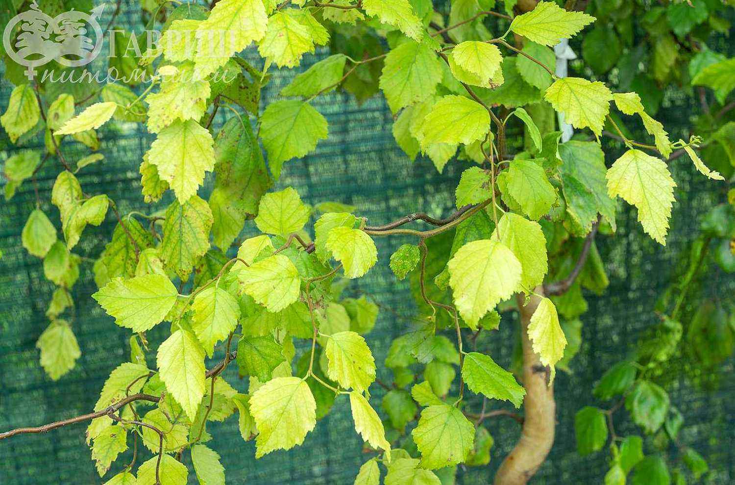 Береза бородавчатая Spider Alley